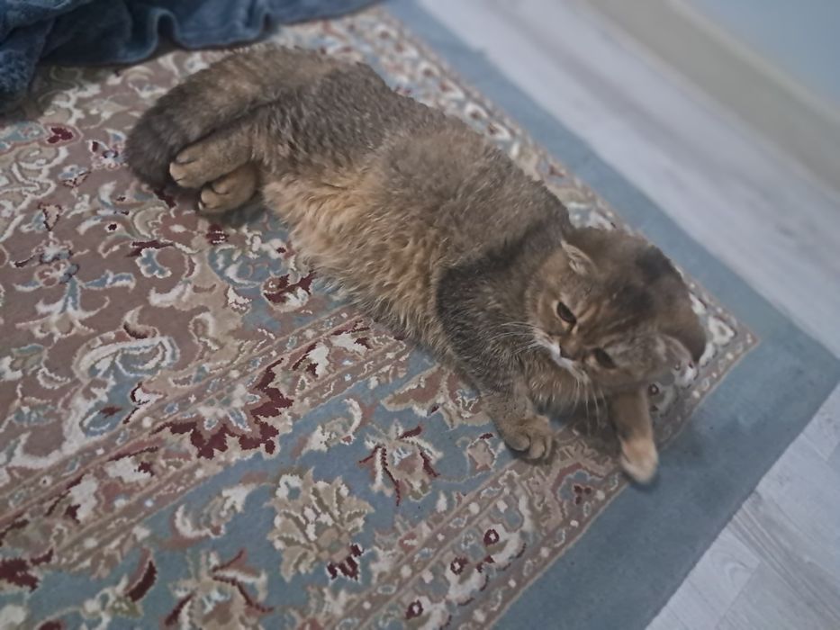 Scottishfold sotiladi