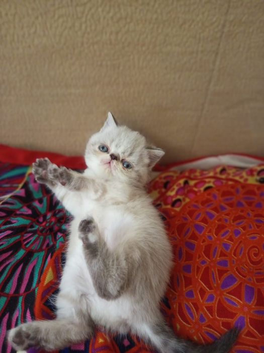 Плюшевые экзотики