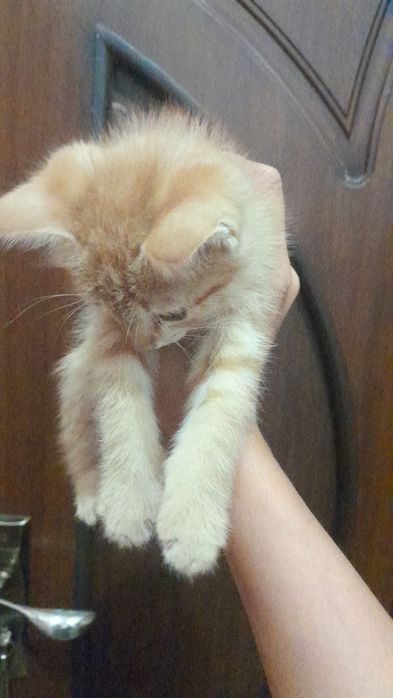 Котенок персик маленький