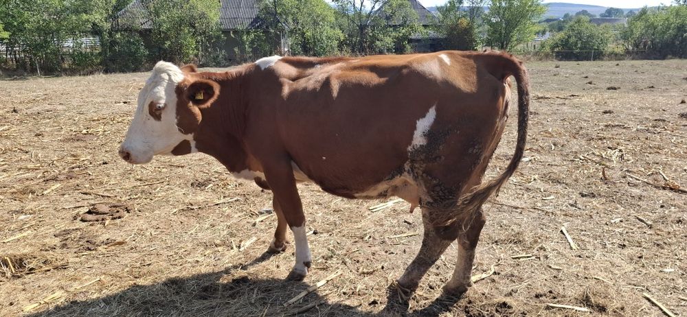 Vaca de vananzare