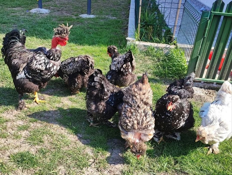 Oua incubat găini moțate barboase golașe frezate