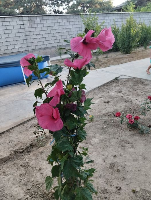 Декоративные цветы