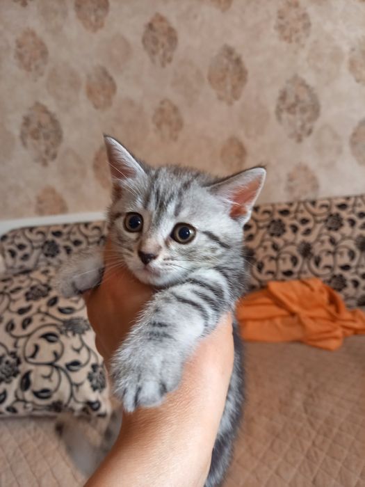 Отдам в добрые руки котят девочки