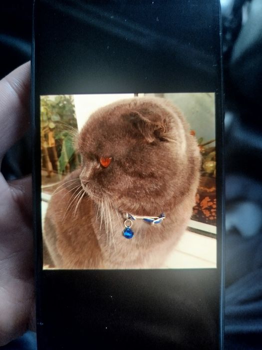 Scotish Fold Britanskiy