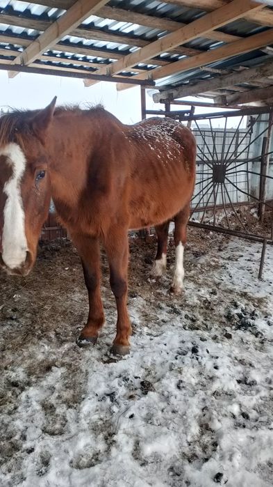 Продам жеребых кабыл