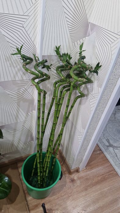 Ұй нұлдері арзан