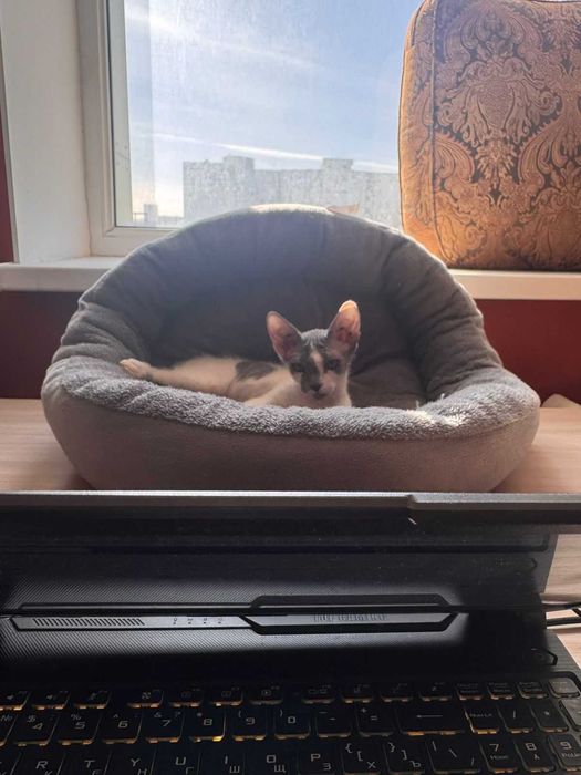 Котенок сфинкс краткошерстый