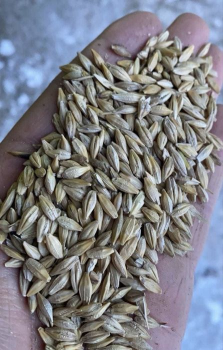 Продам овес, ячмень сухой хороший.