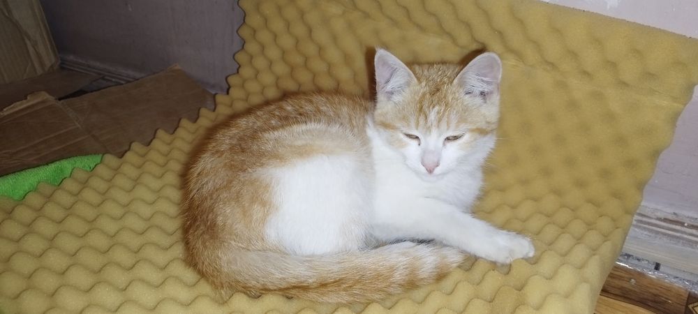 Отдам котенка девочку