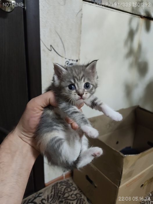 Котята очаровашки