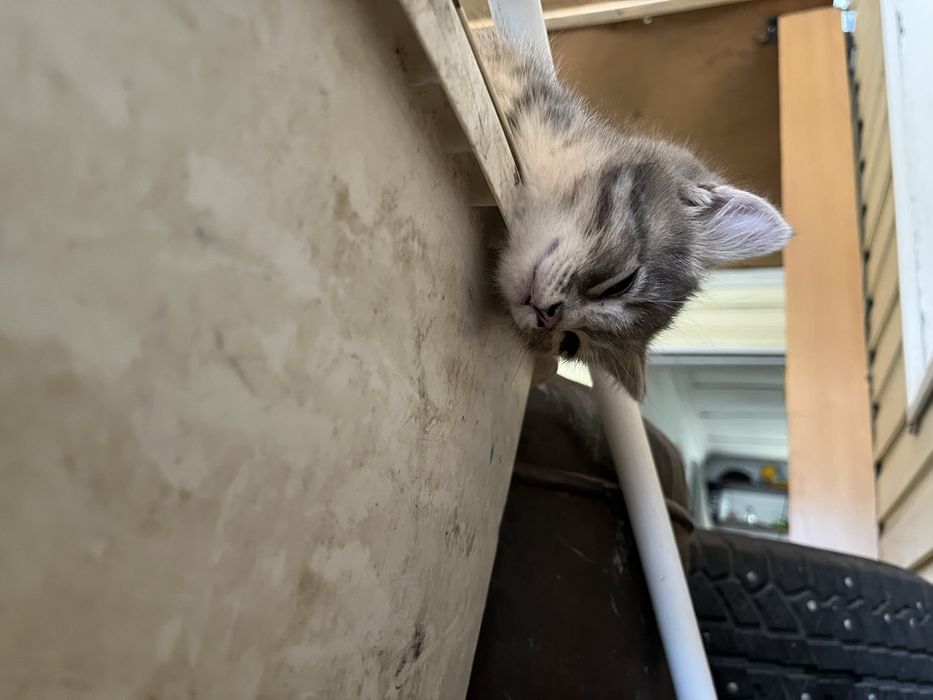 Отдам котят в добрые руки