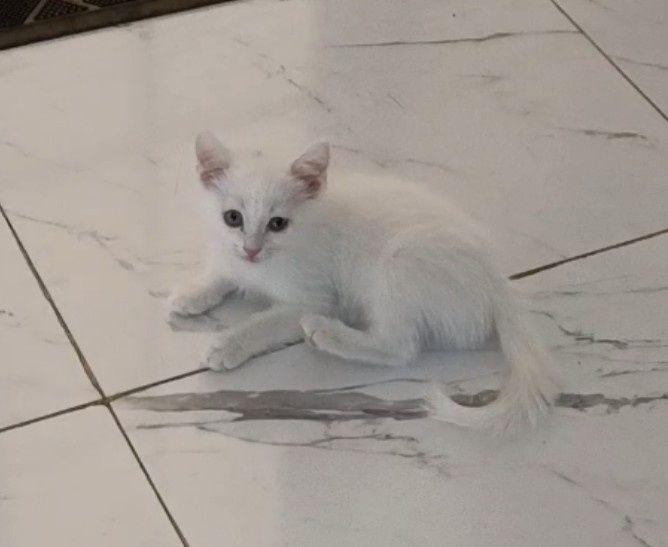 Продаётся Котята