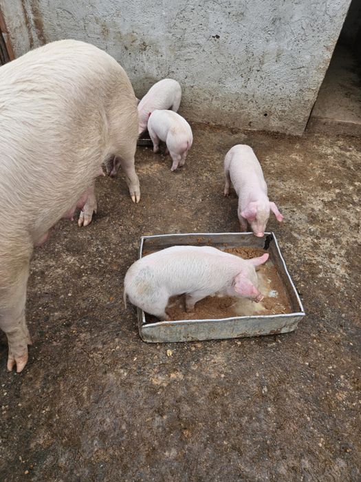 Бяла българка малки прасета