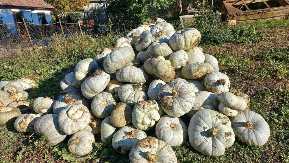 Dovleac Crown Prince