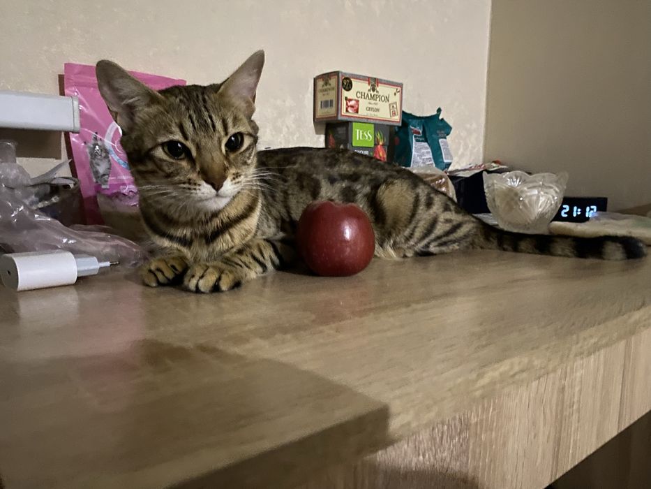 Бенгальская кошка в добрые руки