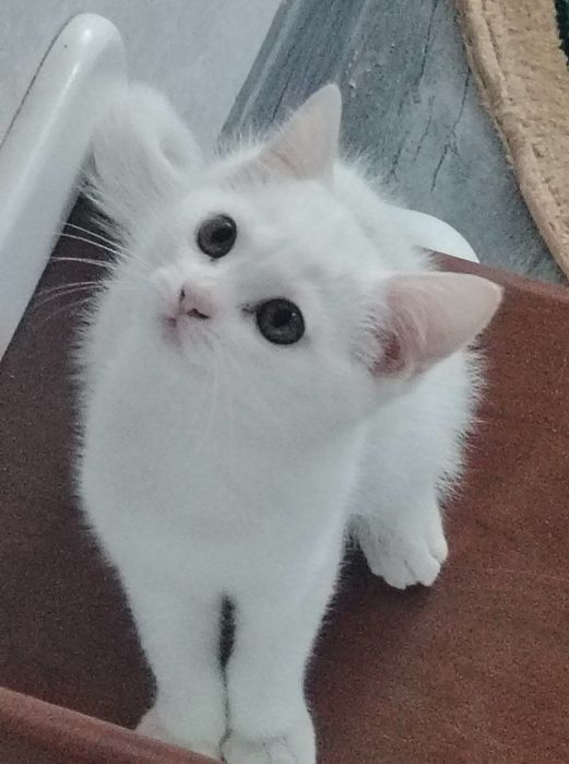 Скотиш страйт девочка