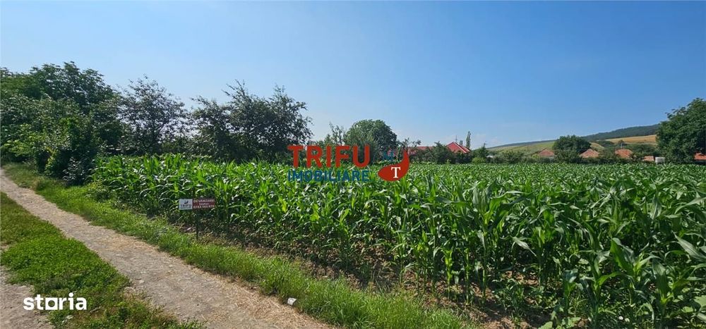 Teren intravilan in Sard 928