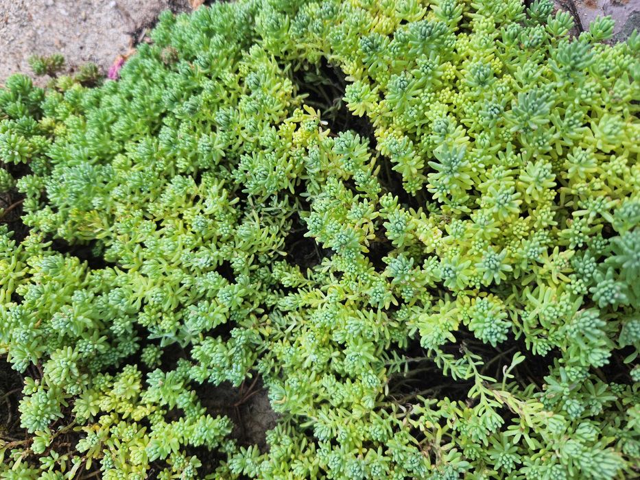 Цветя за градина и саксия