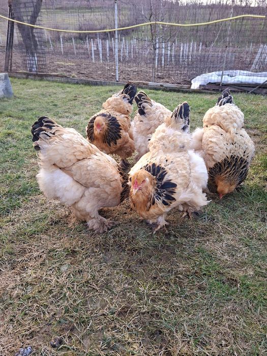 Oua brahma columbia pt incubat