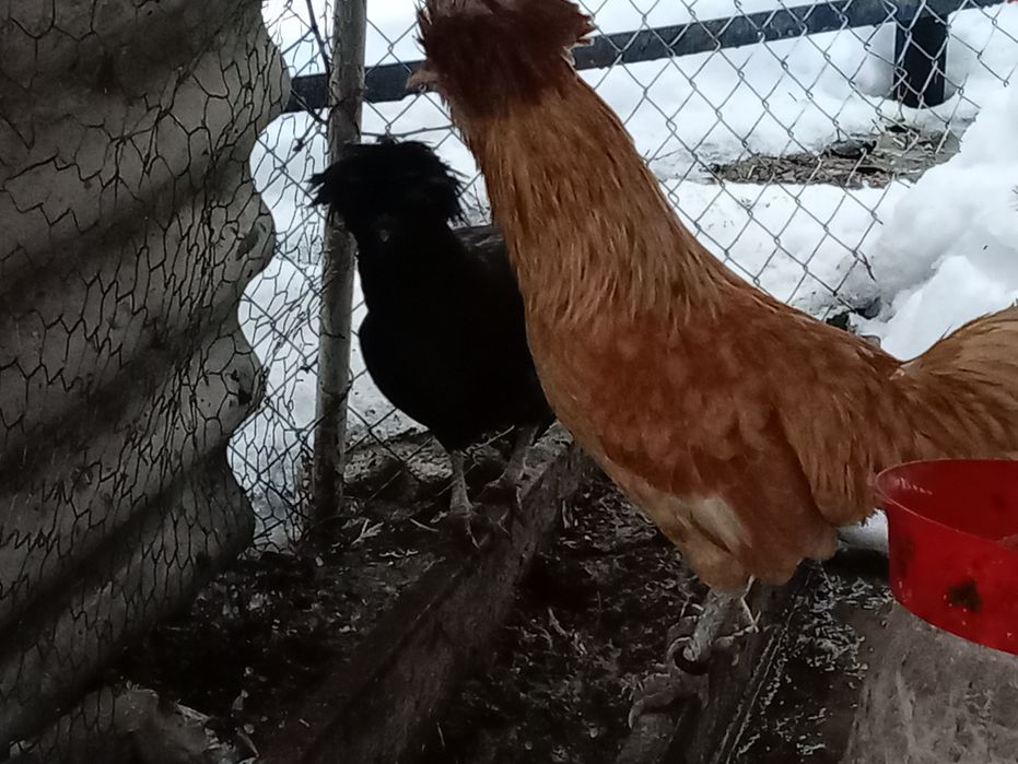 Vînd o pereche de puicuțe olandeze