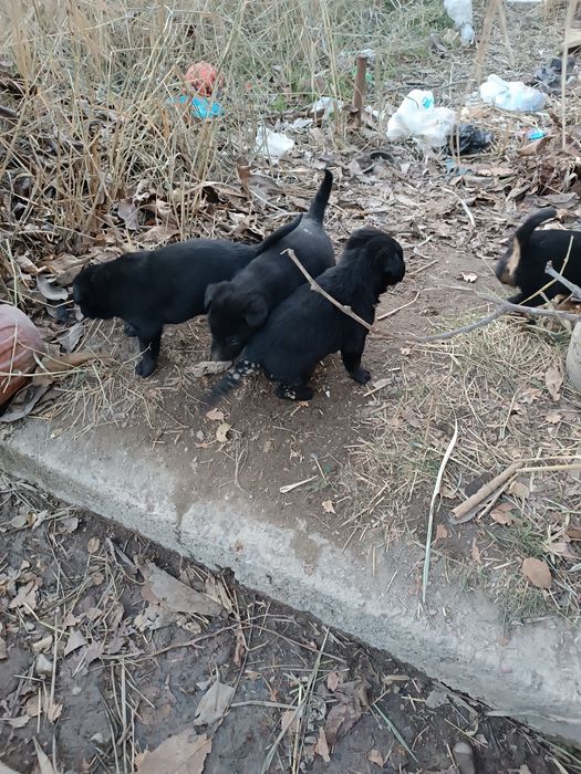 Срочно продам щенков овчарка