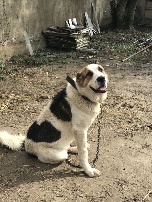 Аюхан сатылады ойнап турган ит