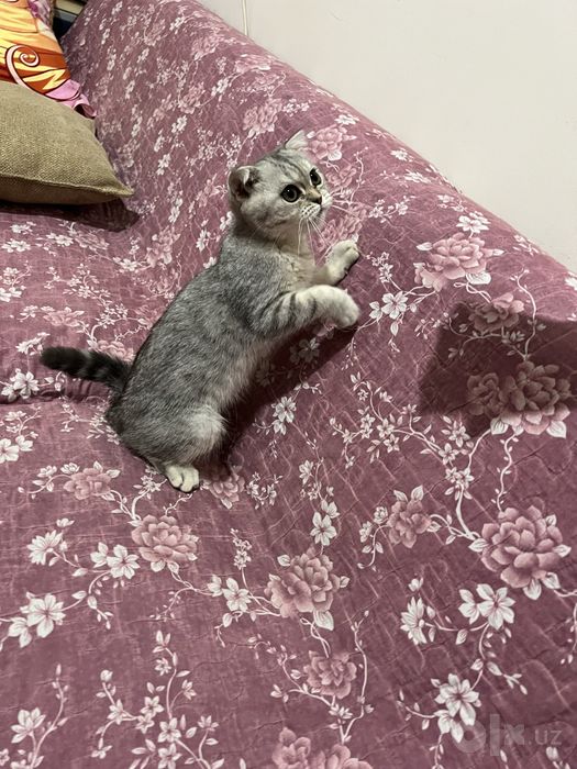 Скотиш фолд котенок