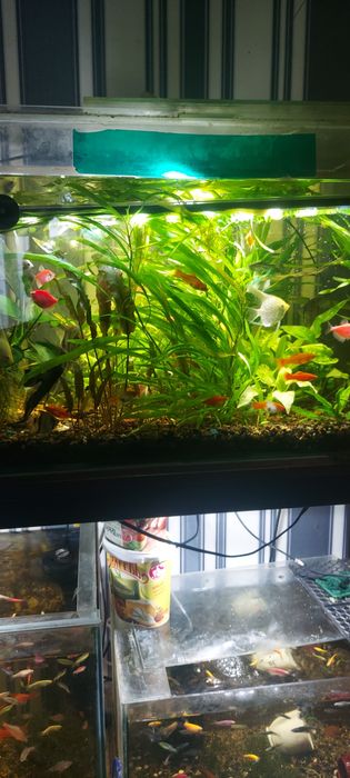 Рыбки разные мирные Растения