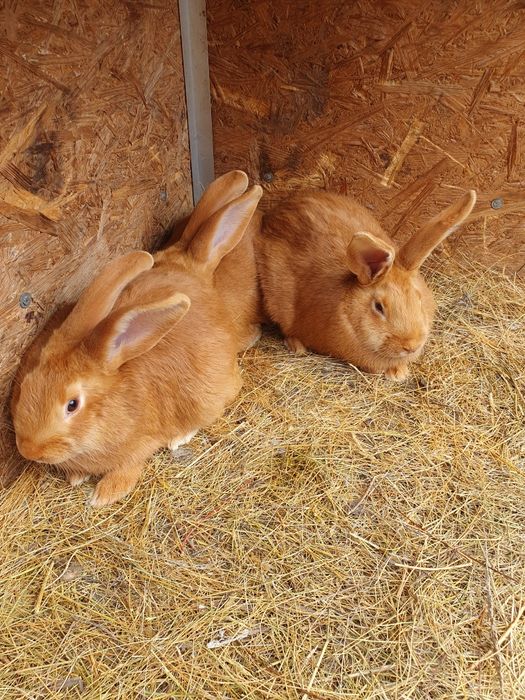 Породистые кролики