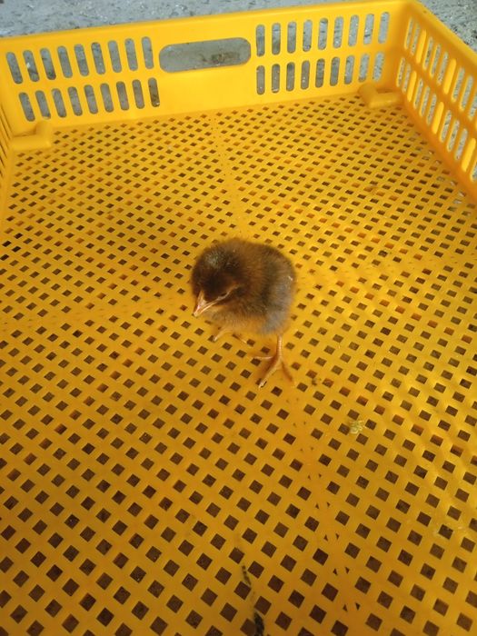 Уй товуги жужалари