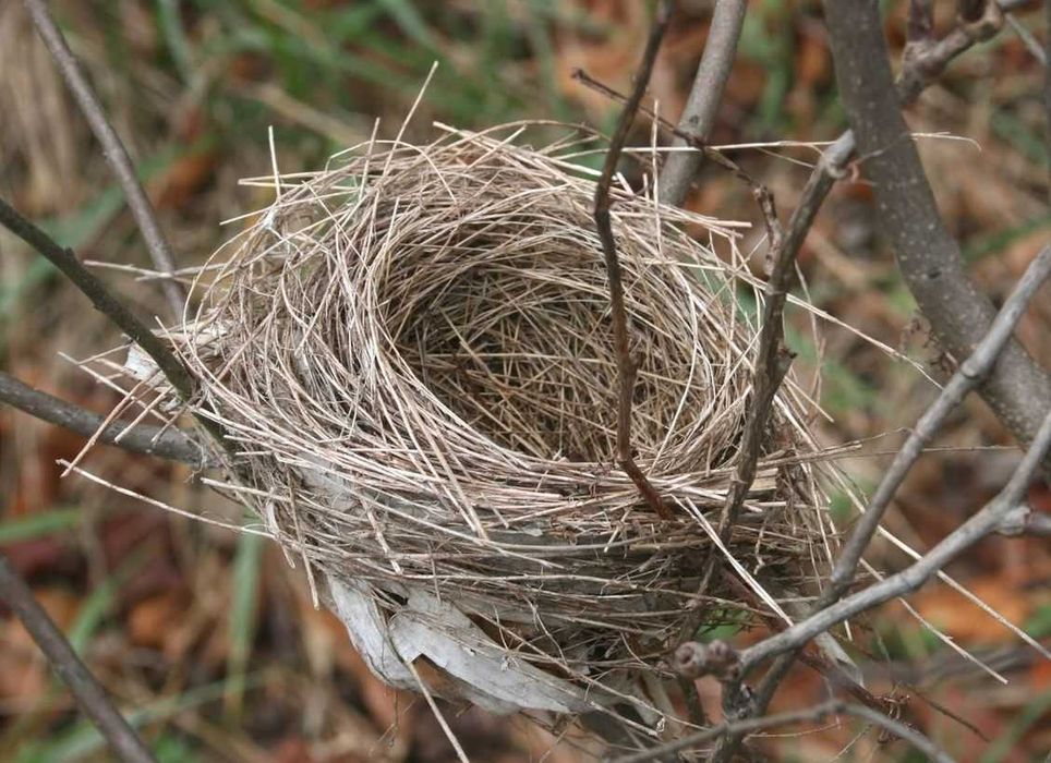 Гнездо Горлинки. Осенний сбор