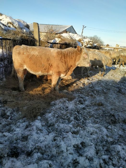 КРС. Продам 5 быков