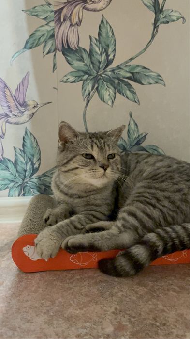 Кот в поисках семьи