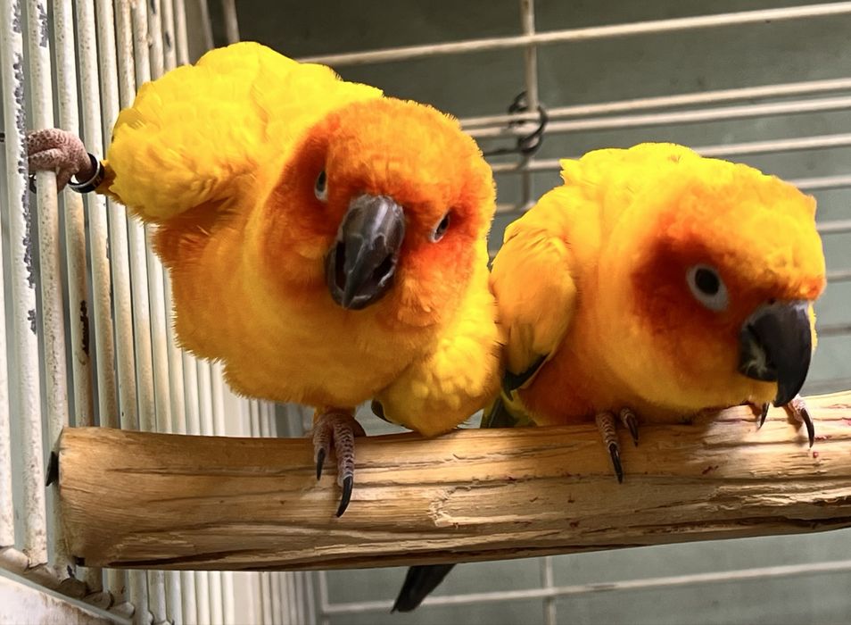 Попугаи Солнечные аратинги пара