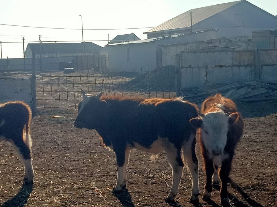 Баспактар сатылады.