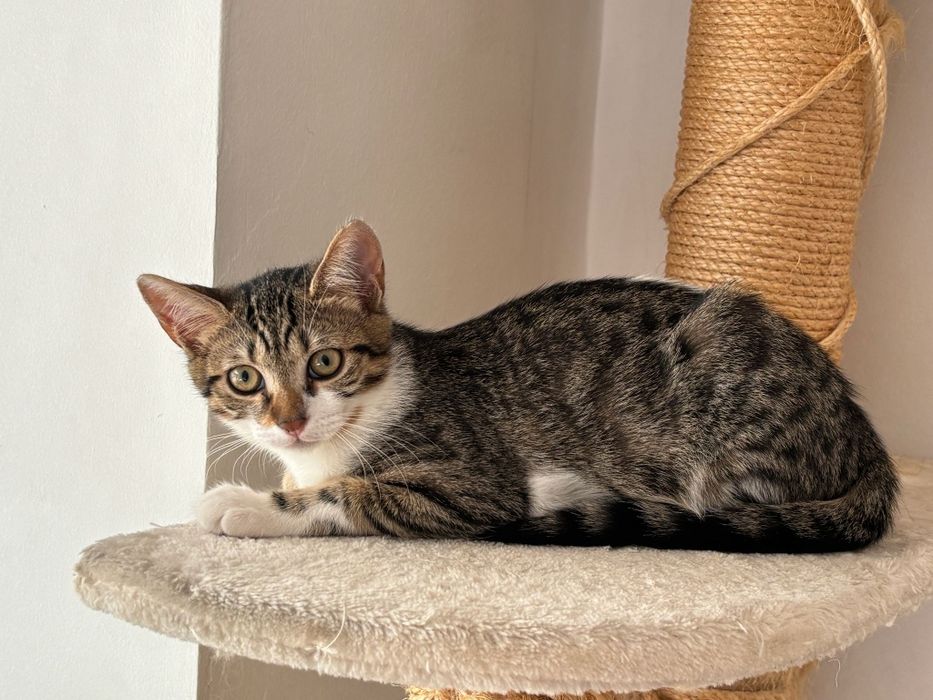 pisicuta superba de adoptat, pui de pisica frumos, pisicuta pentru adoptie, puiut de pisica, pui, pisicuta