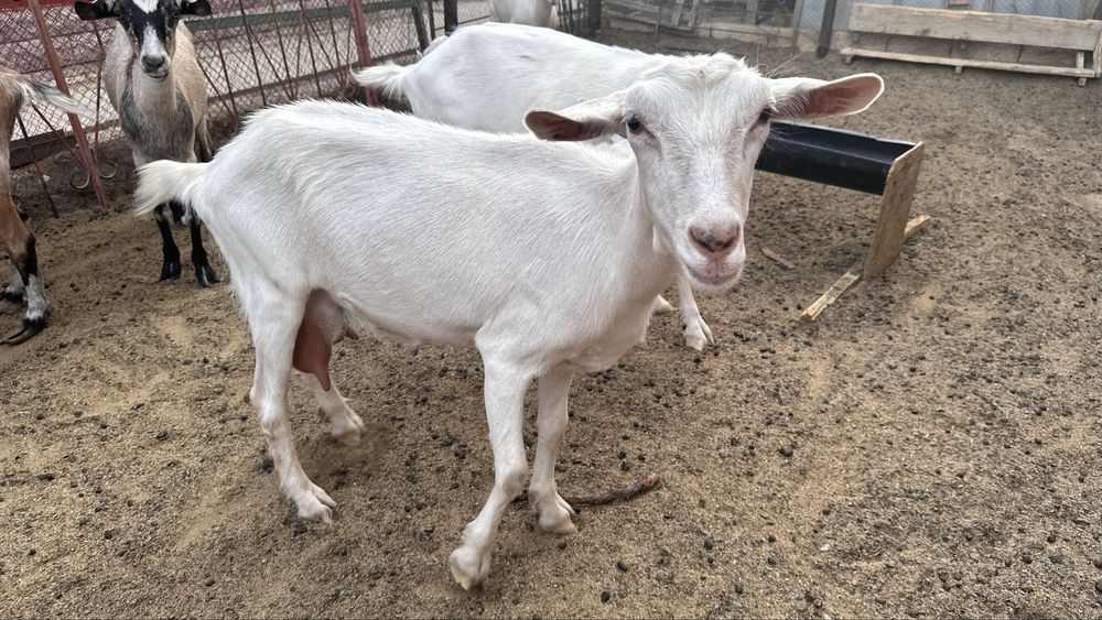 Заненский ешкілер, лағымен бірге сатылады