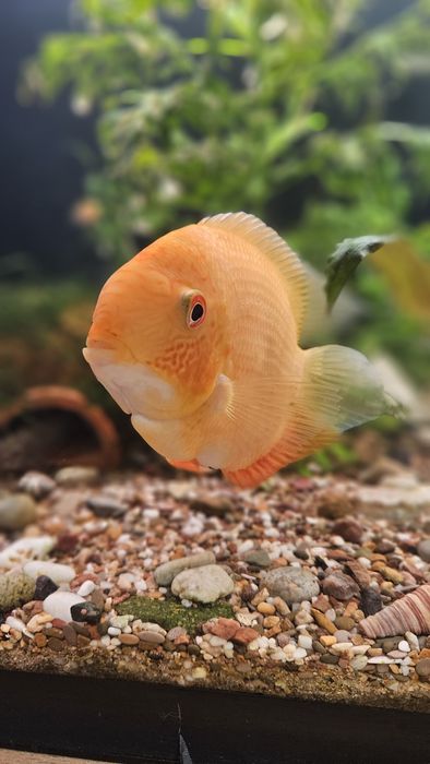 Продам Цихлазому Северум 15 см