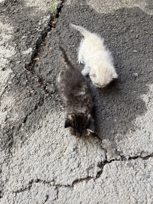 Котята малыши ,чистенькие