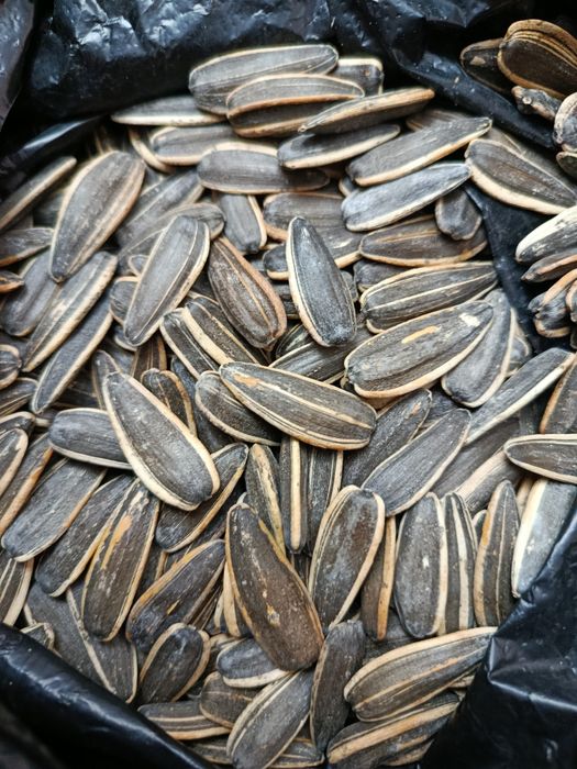 Semichka xitoy 180_190