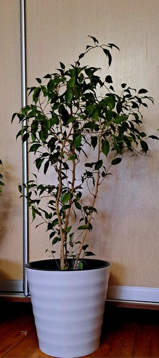 Продам комнатные цветы