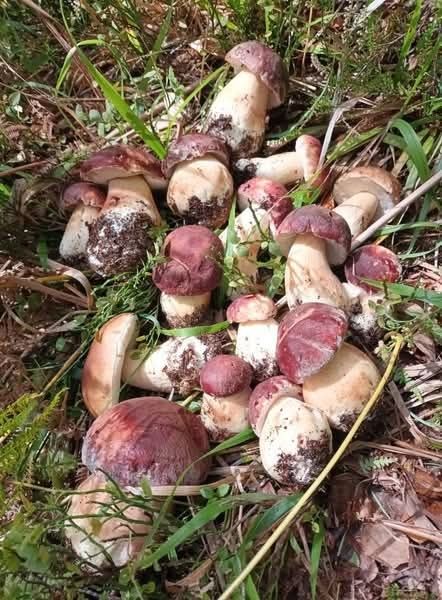 Суха борова манатарка, пачи крак