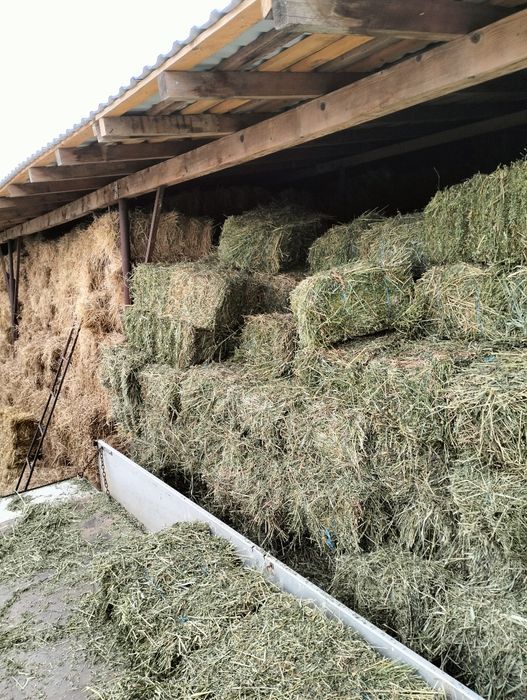 Baloti de lucerna si lucerna cu fin,iarba  și paie de grau