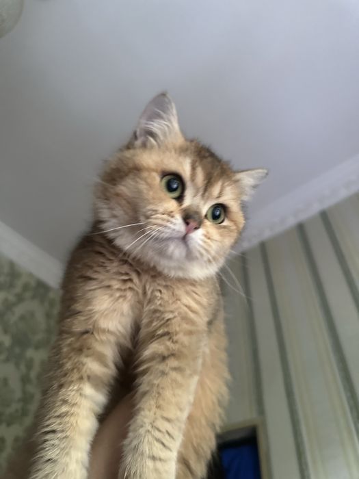 Вязка золотая шиншила