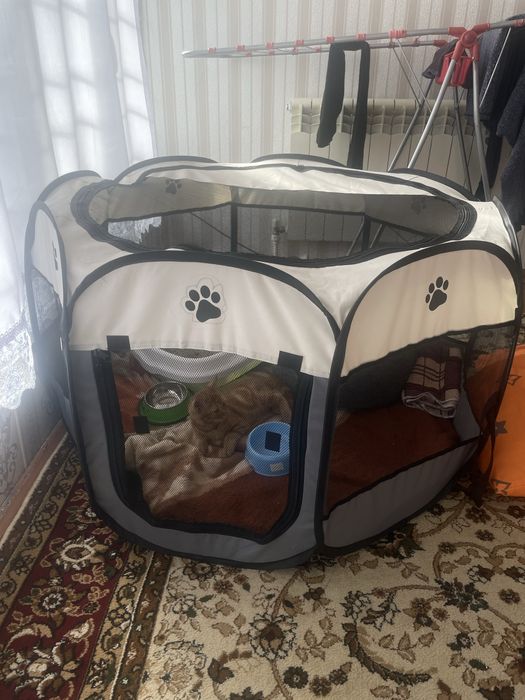 Iki oylik mushuk hama narsasi ichida parodasi visla uxiy rangi sariq.