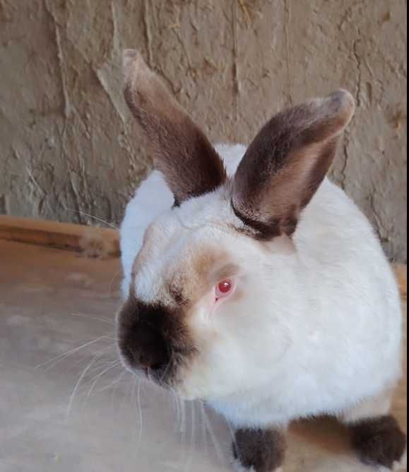 Kaliforniya quyon bolalari sotiladi 2 oylik