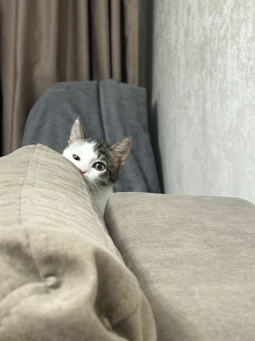 Пушистый комочек счастья ищет дом, маленькая девочка)