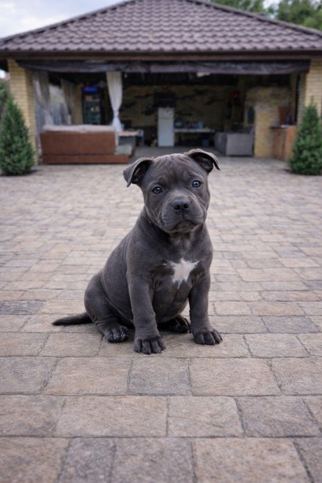 American Bully Pocket – 3 luni jumate, Bloodline de Top