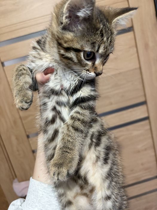 Отдам котят в хорогие руки