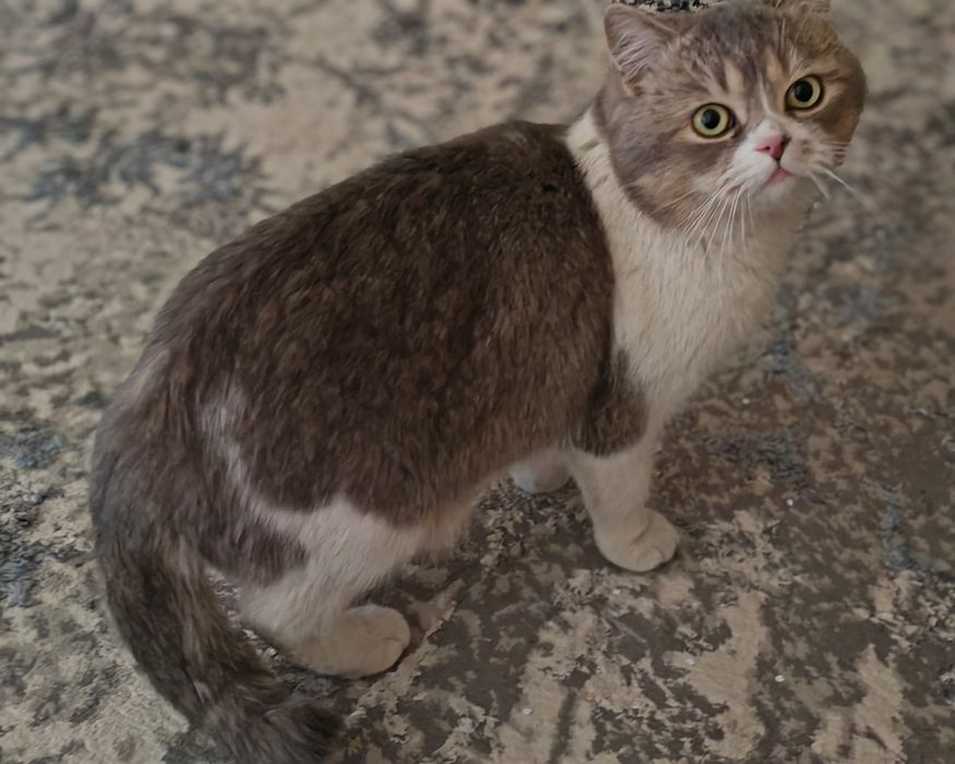 Shinshila mushuk sotiladi